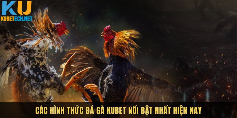 7 hình thức đá gà Kubet nổi bật