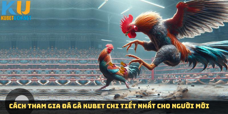 Các bước tham gia đá gà Kubet chuẩn nhất