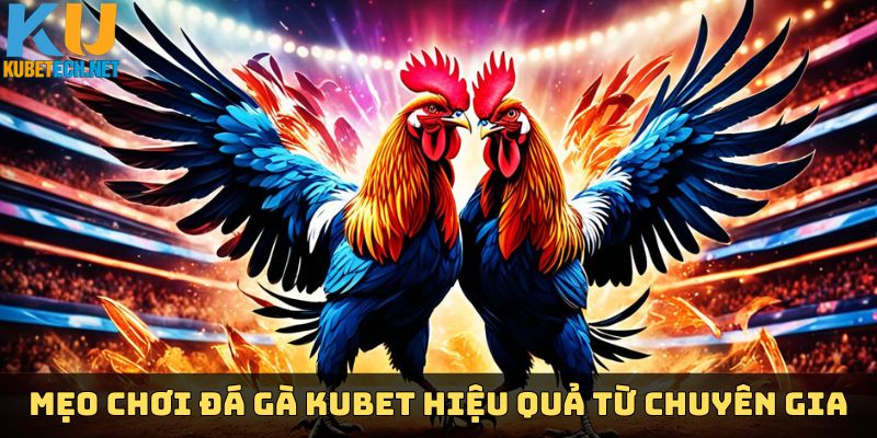 Mẹo chơi đá gà Kubet hiệu quả