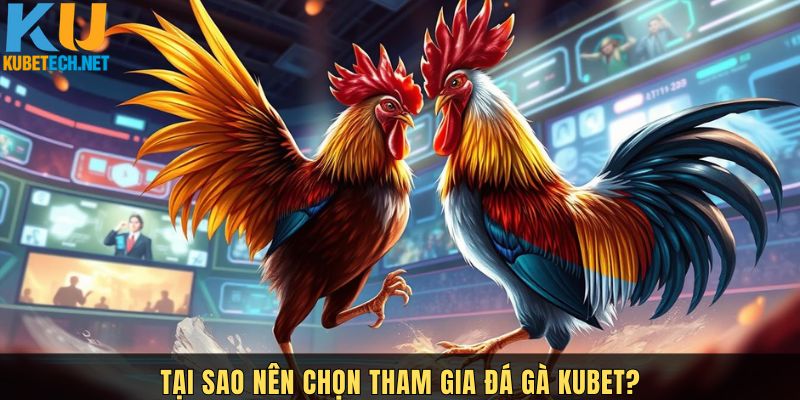 Vì sao đá gà Kubet lại được nhiều người lựa chọn?